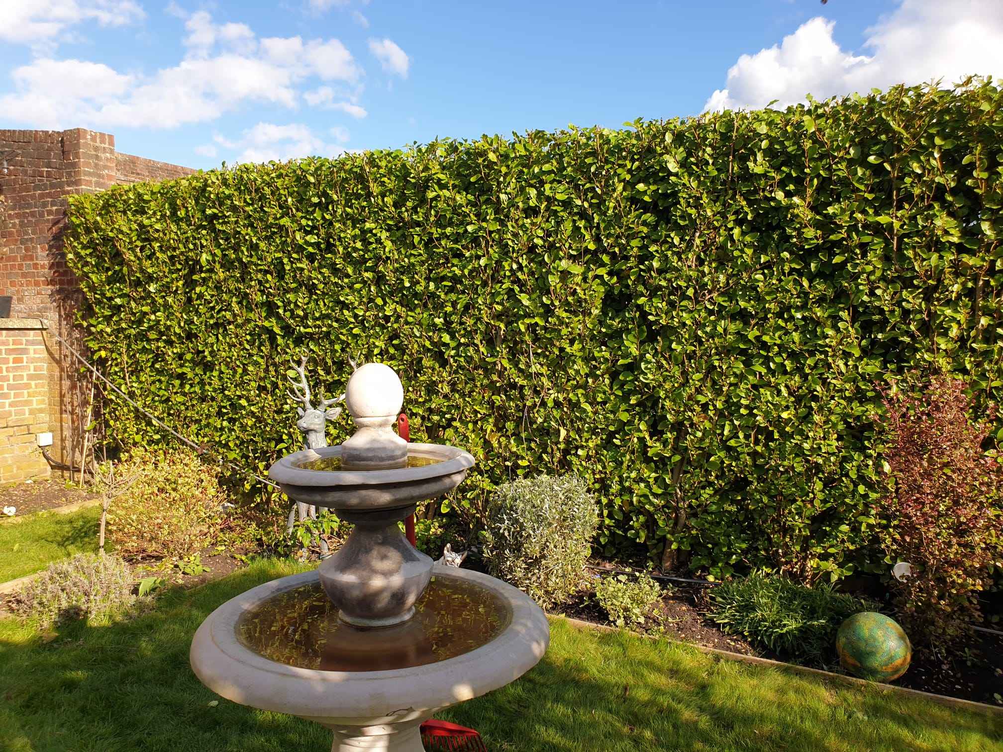 Trimmed Hedge